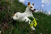 50 Stelina con Orecchia d'orso (Primula auricula)